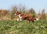 BORDER COLLIE 334